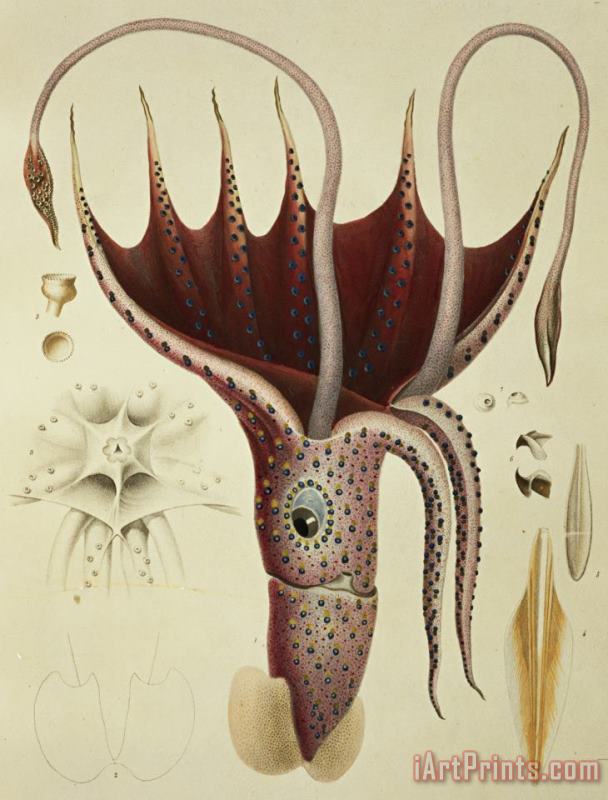 Squid painting - A Chazal Squid Art Print