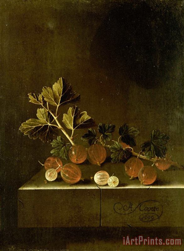 A Sprig of Gooseberries on a Stone Plinth painting - Adriaen Coorte A Sprig of Gooseberries on a Stone Plinth Art Print