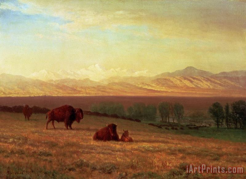 Buffalo on The Plains painting - Albert Bierstadt Buffalo on The Plains Art Print