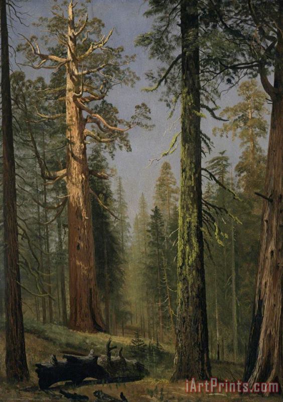 Albert Bierstadt The Grizzly Giant Sequoia, Mariposa Grove, California, 1872 Art Painting