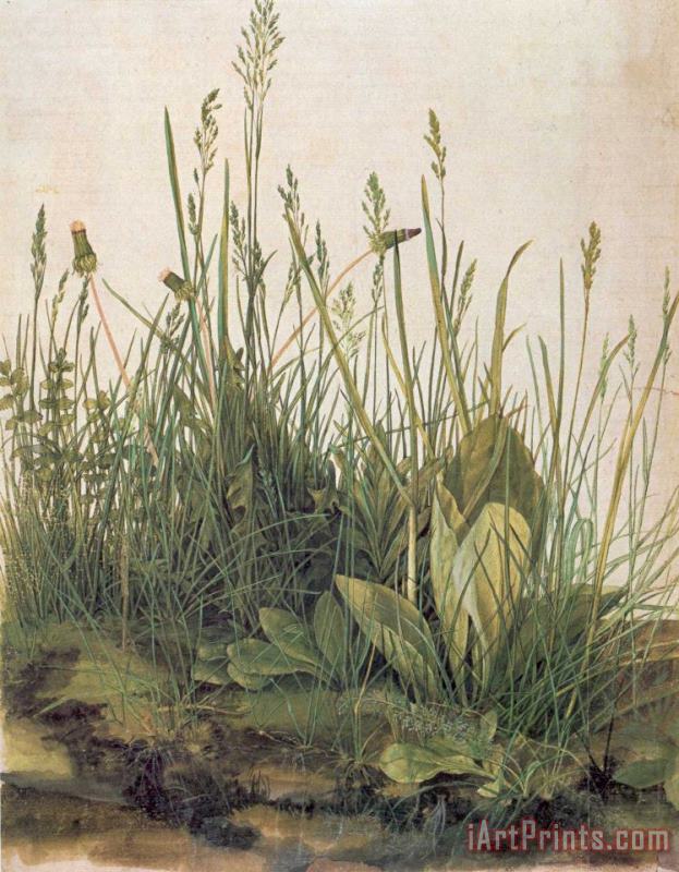 Albrecht Durer Great Piece Of Turf Art Painting