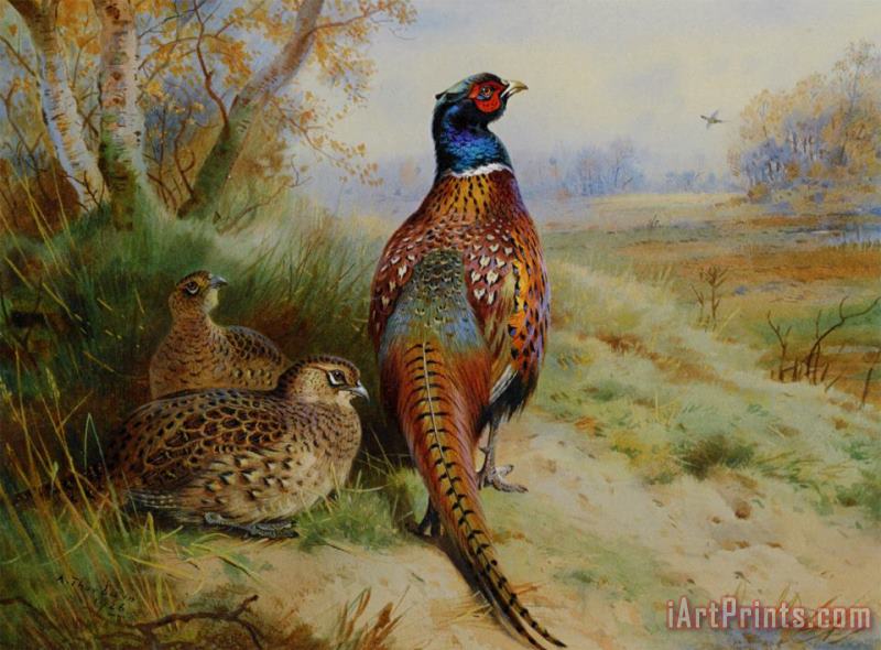 Cock And Hen Pheasant at The Edge of a Wood painting - Archibald Thorburn Cock And Hen Pheasant at The Edge of a Wood Art Print