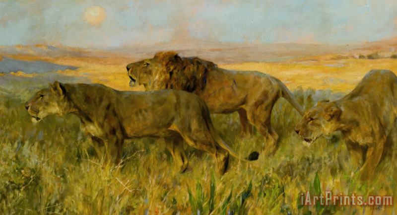 Arthur Wardle Lions Sunset Art Print