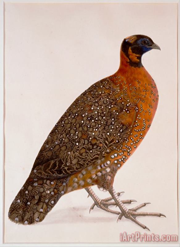 Crimson Horned Pheasant (satyr Tragapan) painting - Artist, maker unknown, India Crimson Horned Pheasant (satyr Tragapan) Art Print