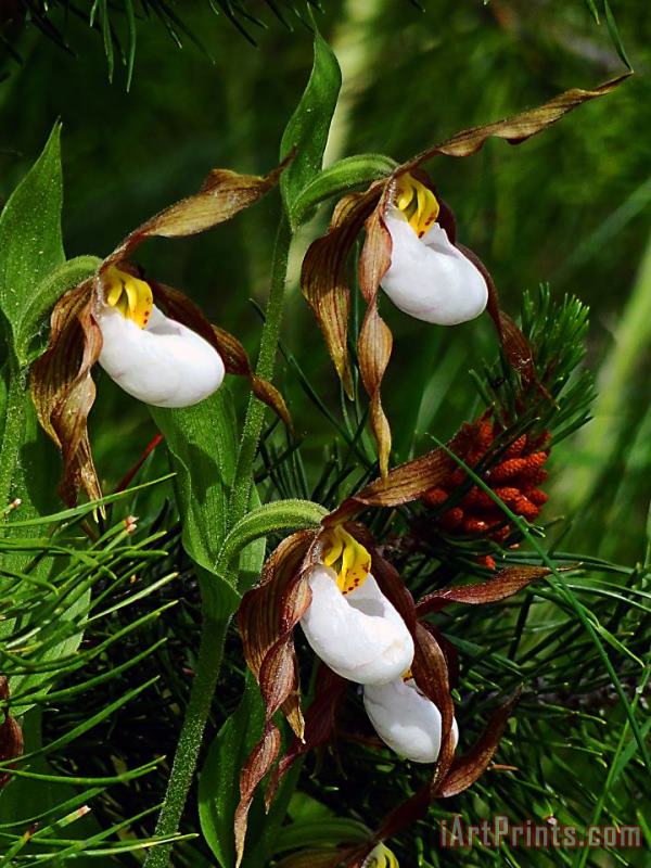 Mountain Lady's Slipper Orchid painting - Blair Wainman Mountain Lady's Slipper Orchid Art Print