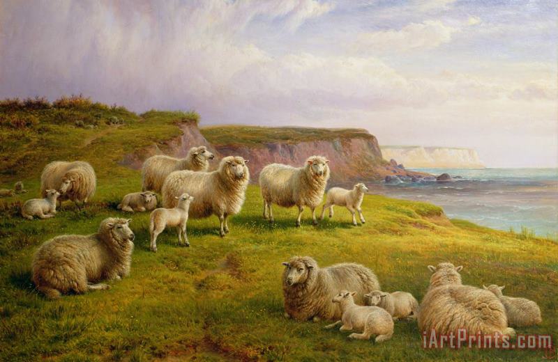 Charles Jones Sheep On A Dorset Coast Art Painting
