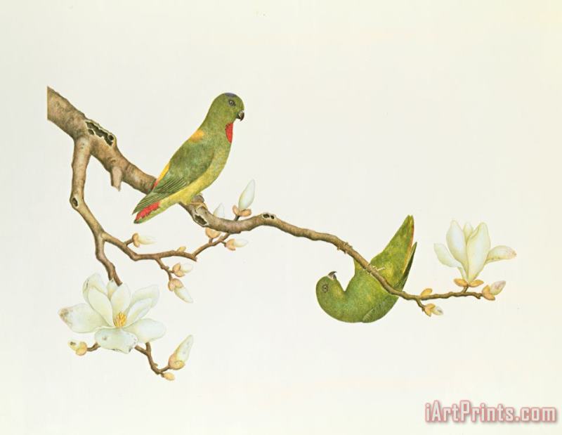 Blue Crowned Parakeet Hannging On A Magnolia Branch painting - Chinese School Blue Crowned Parakeet Hannging On A Magnolia Branch Art Print