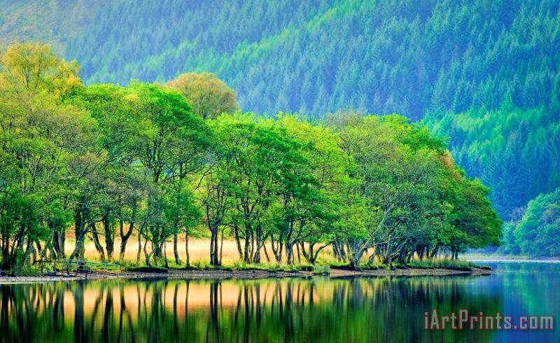 Collection Backlit waters edge on Loch Chon Trossachs Art Painting