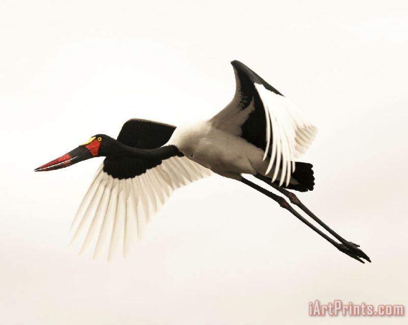Red-crowned Crane painting - Collection Red-crowned Crane Art Print