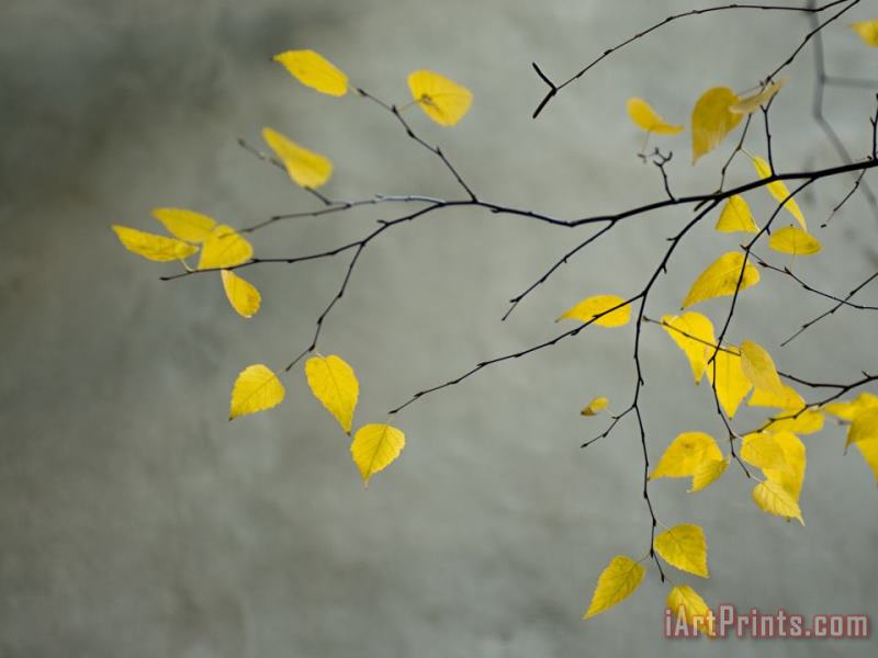 Collection Yellow Autumnal Birch Betula Tree Limbs Against Gray Stucco Wall Art Print