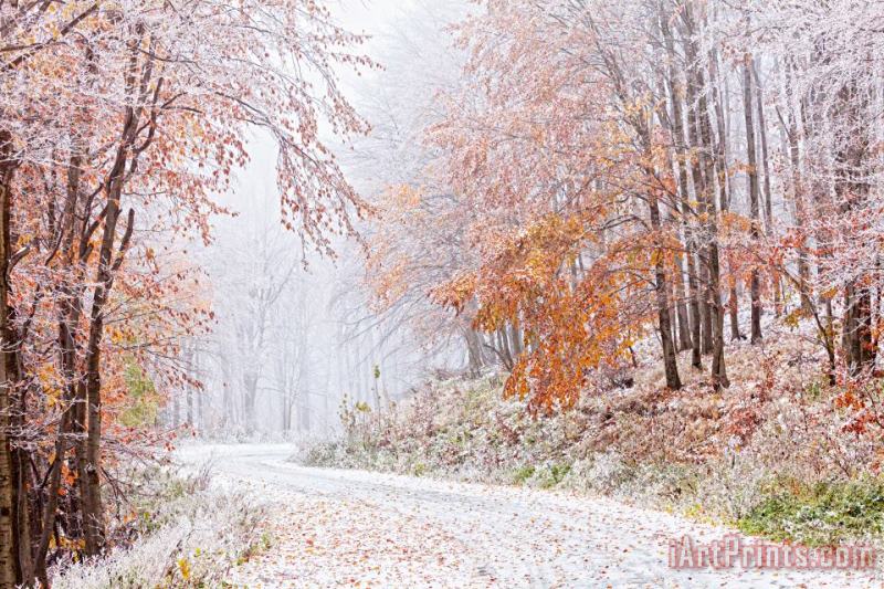 Collection 12 Frozen Road in Frosted Forest Art Print