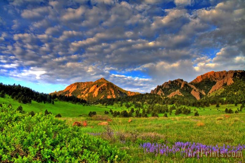Collection 14 Boulder Spring Wildflowers Art Print
