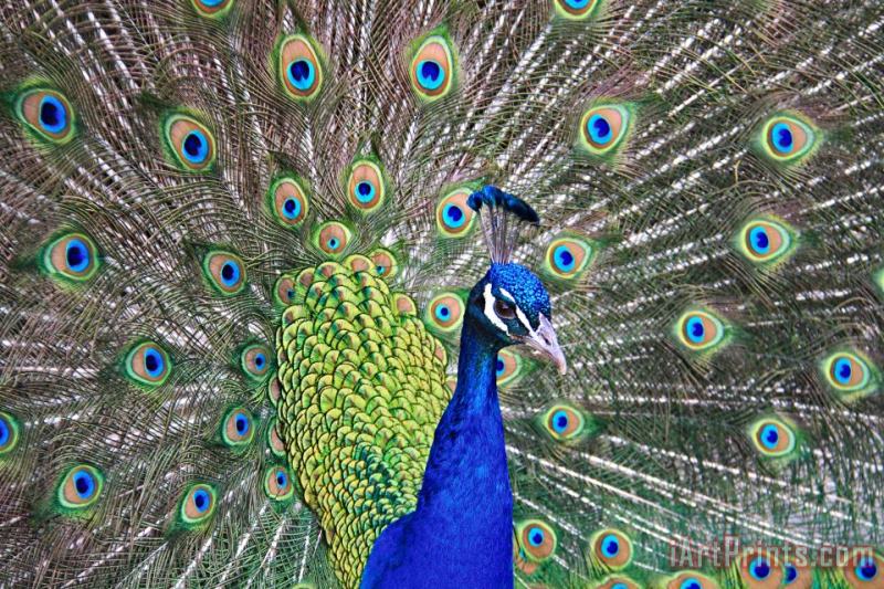 Peacock Colors painting - Collection 14 Peacock Colors Art Print