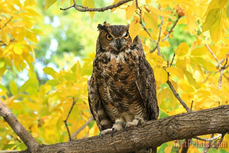 The Great Horned Owl painting - Collection 14 The Great Horned Owl Art Print