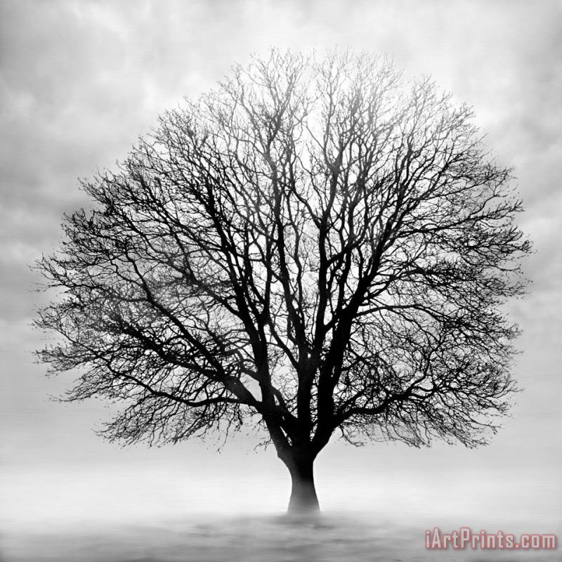 Collection 5 Silent Tree Art Print