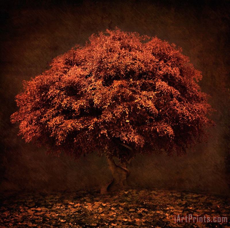 Collection 5 The Tree that knew me Art Print