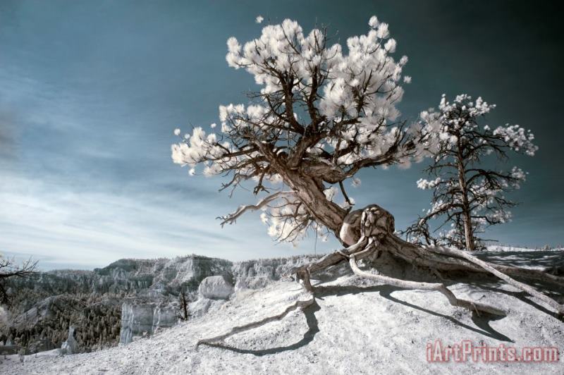 Bryce Canyon Infrared Tree painting - Collection 6 Bryce Canyon Infrared Tree Art Print