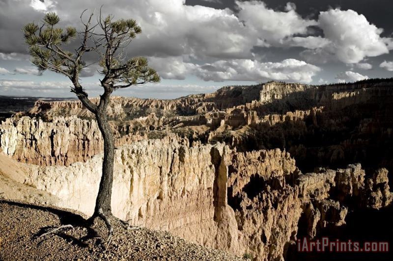 Lone Tree Canyon painting - Collection 6 Lone Tree Canyon Art Print