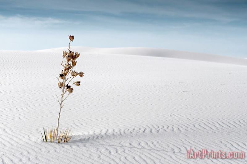Collection 6 White Sands Art Print