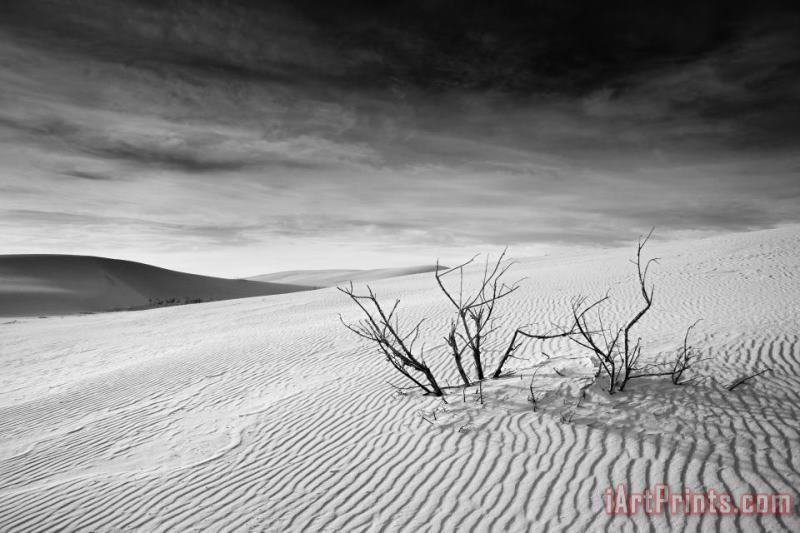 Collection 6 White Sands Art Painting
