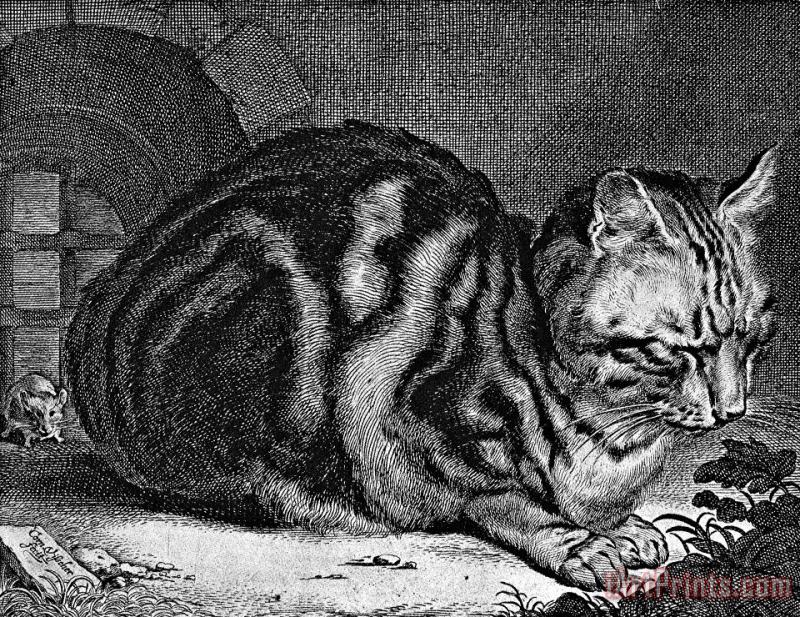 Cornelis Visscher Sleeping Cat Engraving Art Print