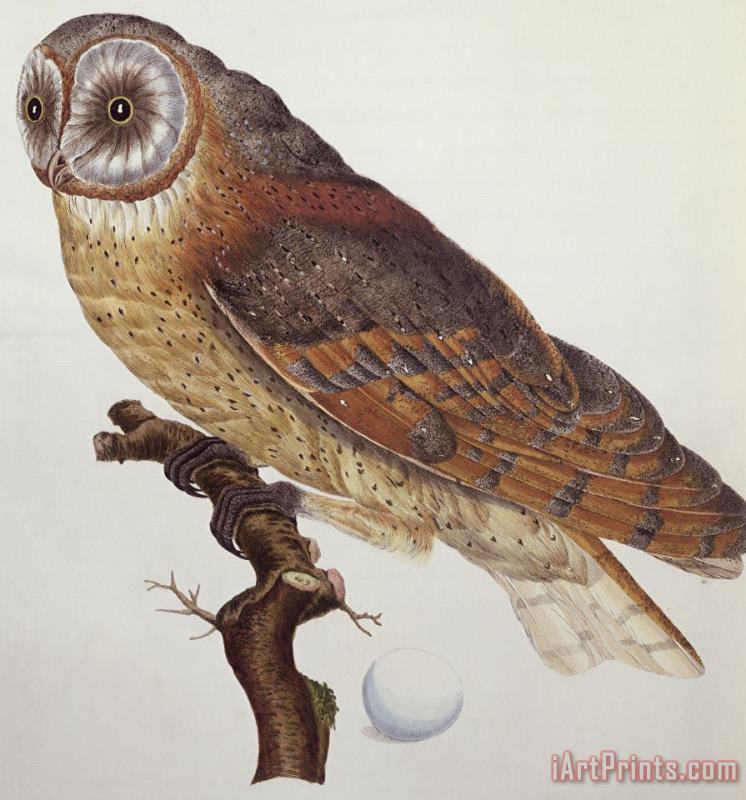 Dutch School Barn Owl Art Painting