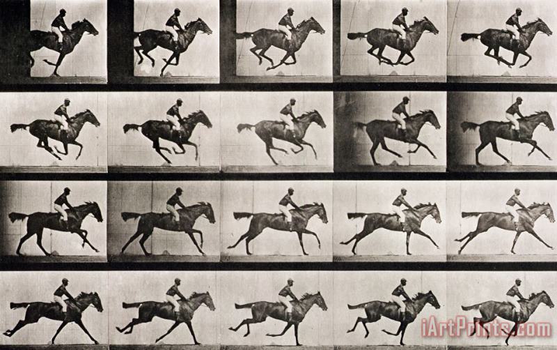 Jockey On A Galloping Horse painting - Eadweard Muybridge Jockey On A Galloping Horse Art Print