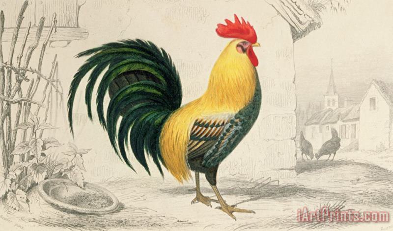 Edouard Travies Domestic Cock Art Print