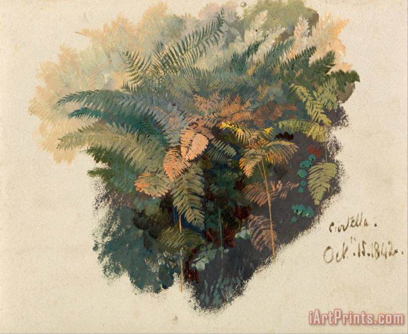 A Study of Ferns, Civitella painting - Edward Lear A Study of Ferns, Civitella Art Print