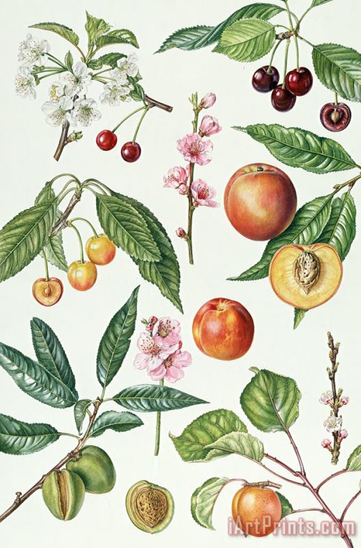 Elizabeth Rice Cherries and other fruit-bearing trees Art Print