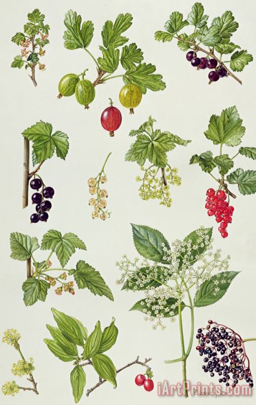 Currants and Berries painting - Elizabeth Rice Currants and Berries Art Print