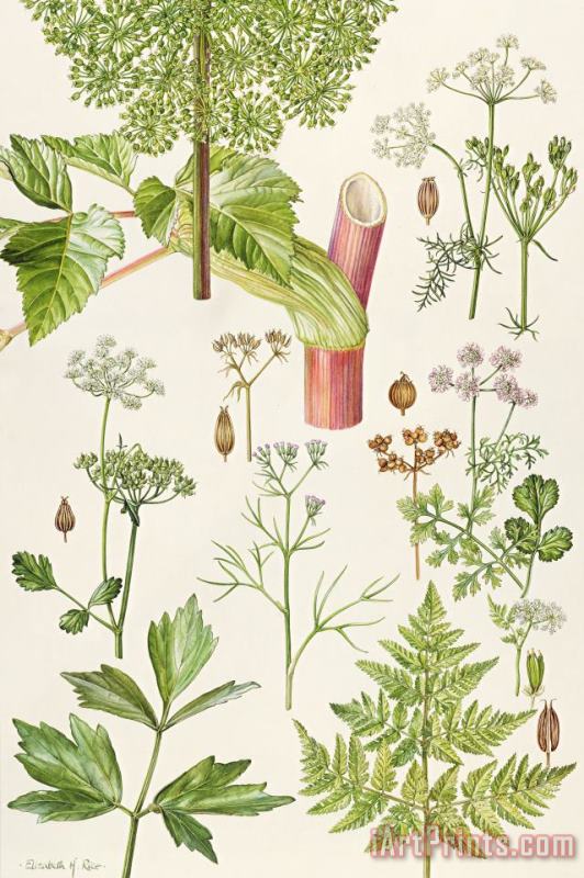 Garden Angelica and other plants painting - Elizabeth Rice Garden Angelica and other plants Art Print