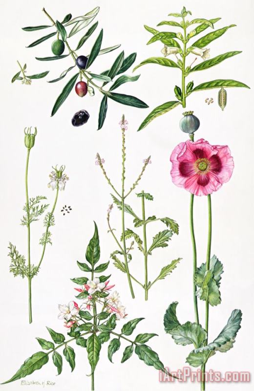  Elizabeth Rice Opium Poppy and other plants Art Print