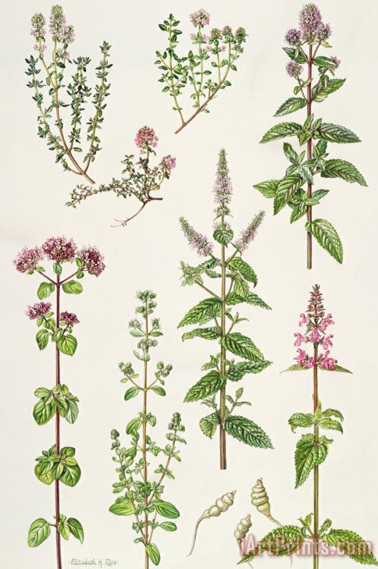 Thyme and other herbs painting - Elizabeth Rice Thyme and other herbs Art Print