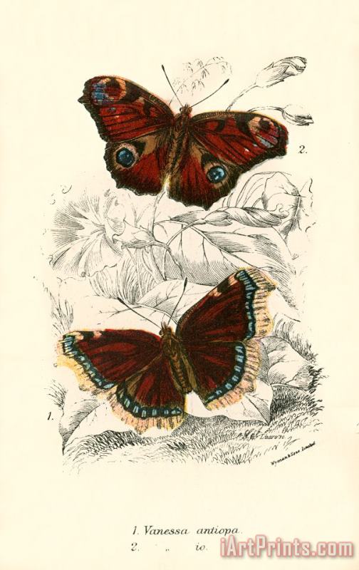 English School Butterflies Art Print