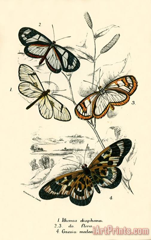 Butterflies painting - English School Butterflies Art Print