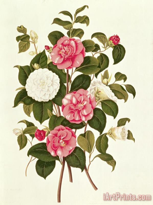 English School Camellia Art Print