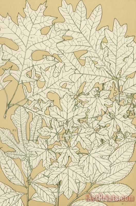 Leaves From Nature painting - English School Leaves From Nature Art Print