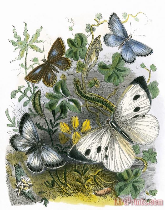 English School The Butterfly Vivarium Art Painting