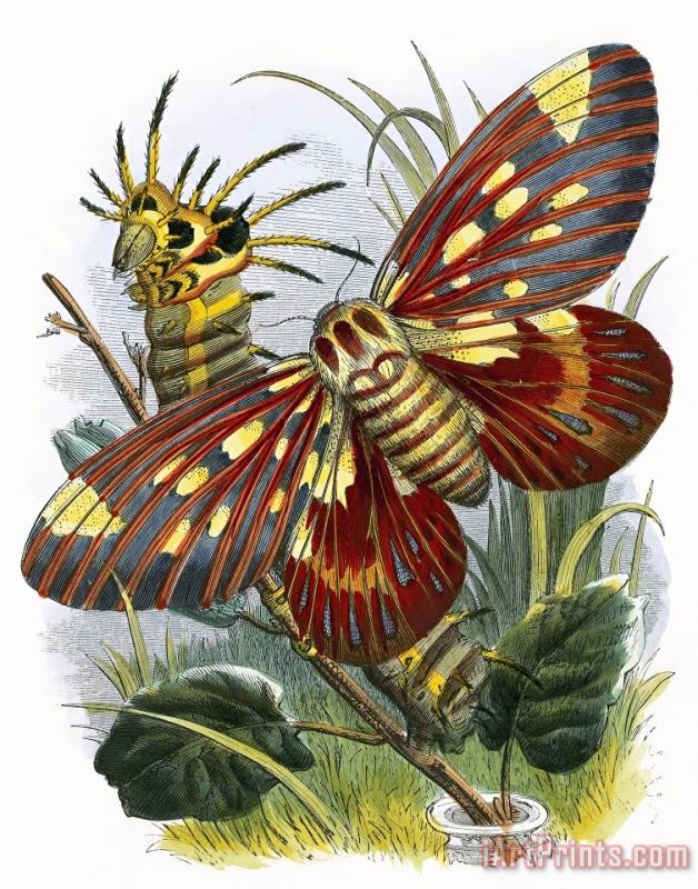 English School The Butterfly Vivarium Art Print