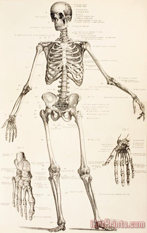English School The Human Skeleton Art Print