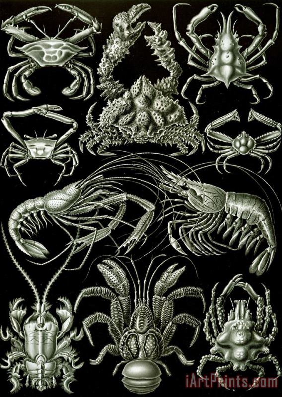 Ernst Haeckel Examples Of Decapoda Kunstformen Der Natur Art Print