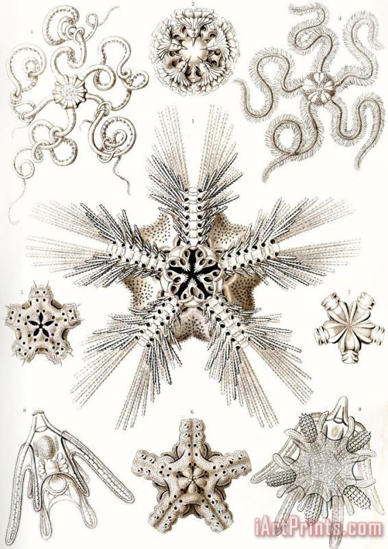 Ernst Haeckel Kunstformen Der Natur Art Print