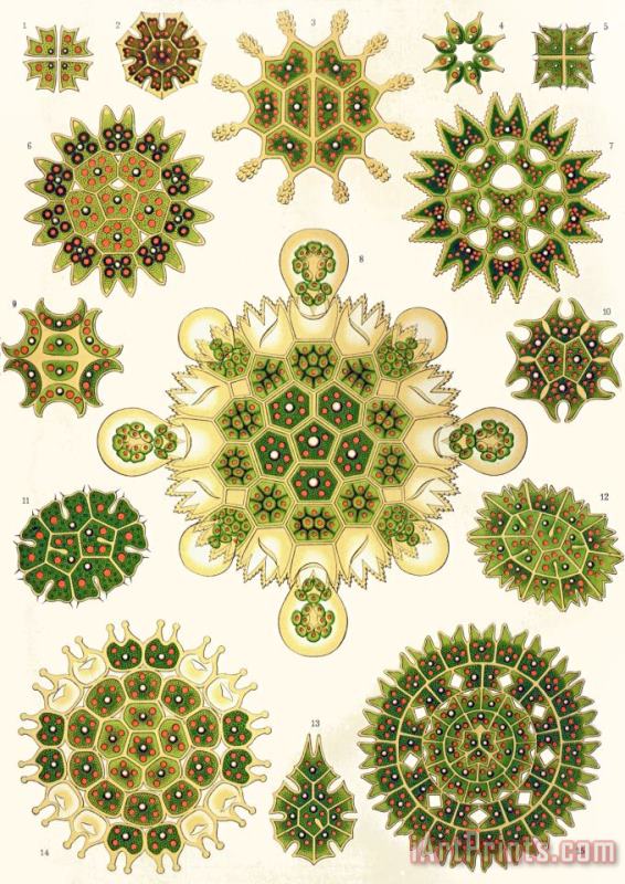 Varities Of Pediastrum From Kunstformen Der Natur painting - Ernst Haeckel Varities Of Pediastrum From Kunstformen Der Natur Art Print
