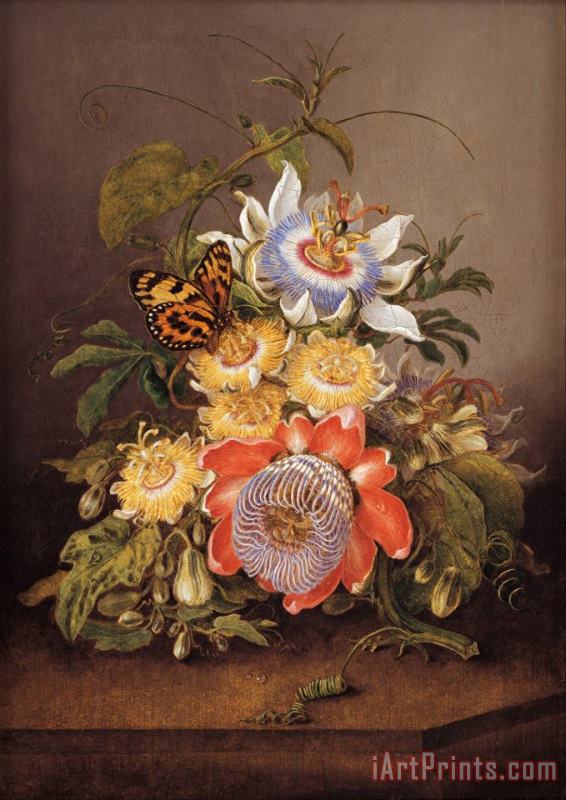 Passionflowers painting - Ferdinand Bauer Passionflowers Art Print