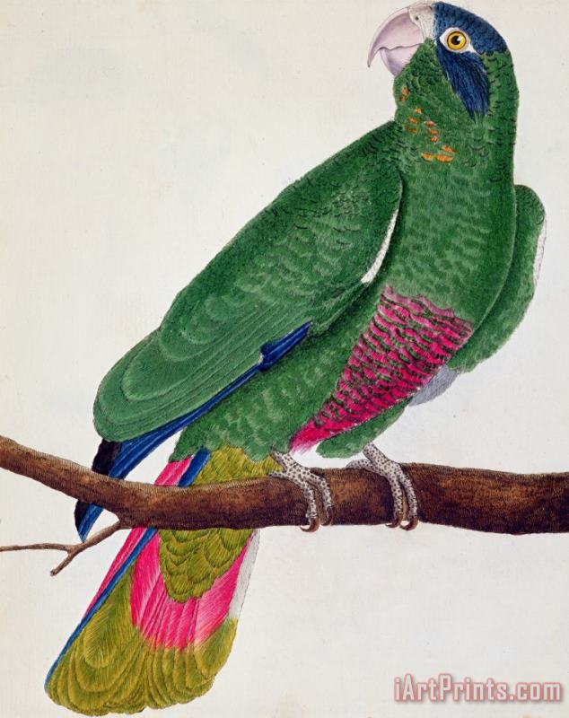 Parrot painting - Francois Nicolas Martinet Parrot Art Print