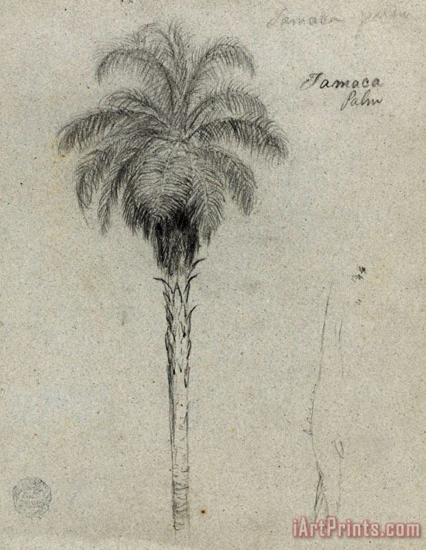 Frederic Edwin Church Botanical Sketch Showing Two Views of The Tamaca Palm Art Painting