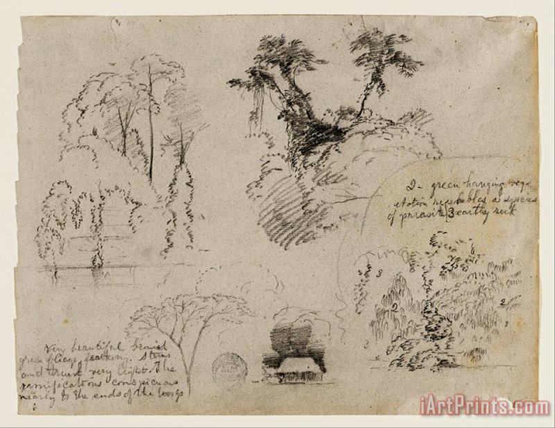 Sketches From South America, Probably From Colombia. Botanical Sketches. a House. painting - Frederic Edwin Church Sketches From South America, Probably From Colombia. Botanical Sketches. a House. Art Print