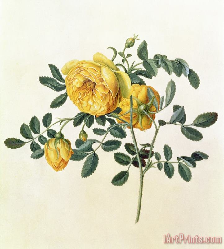 Rosa hemispherica painting - Georg Dionysius Ehret Rosa hemispherica Art Print