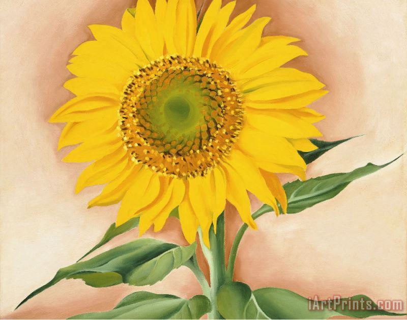 Georgia O'keeffe A Sunflower From Maggie Art Painting